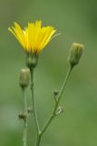 Hieracium koehleri. Верхушка побега с распускающимся и нераспустившимся соцветиями (вторичное цветение). Санкт-Петербург, Пушкинский р-н, Павловский парк, левый берег р. Славянки. 19.08.2016.