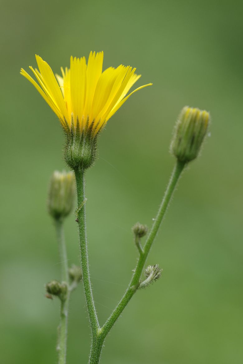 Image of Hieracium koehleri specimen.