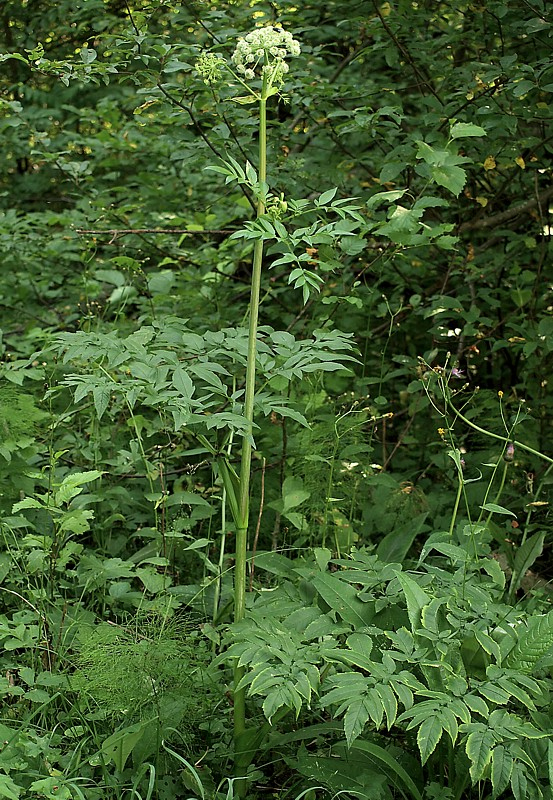 Изображение особи Angelica sylvestris.