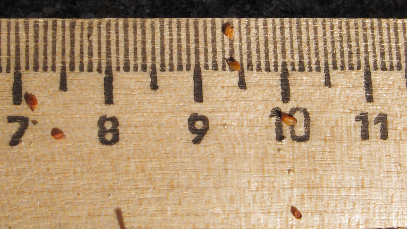 Image of Syrenia montana specimen.
