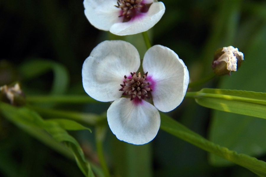 Image of Sagittaria sagittifolia specimen.