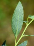 Haplophyllum perforatum