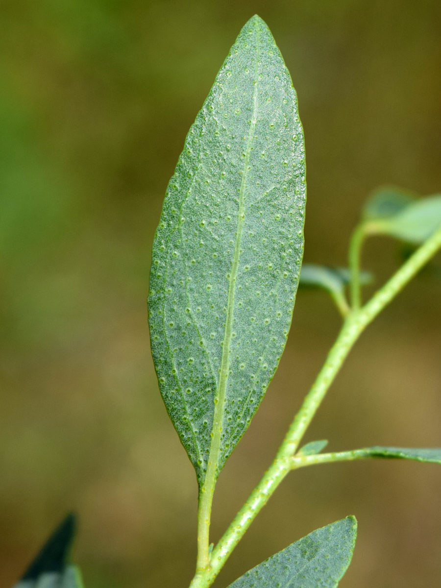 Image of Haplophyllum perforatum specimen.