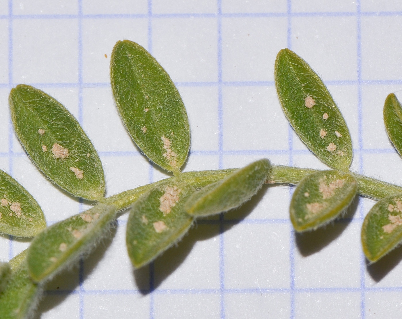 Image of Astragalus tribuloides specimen.