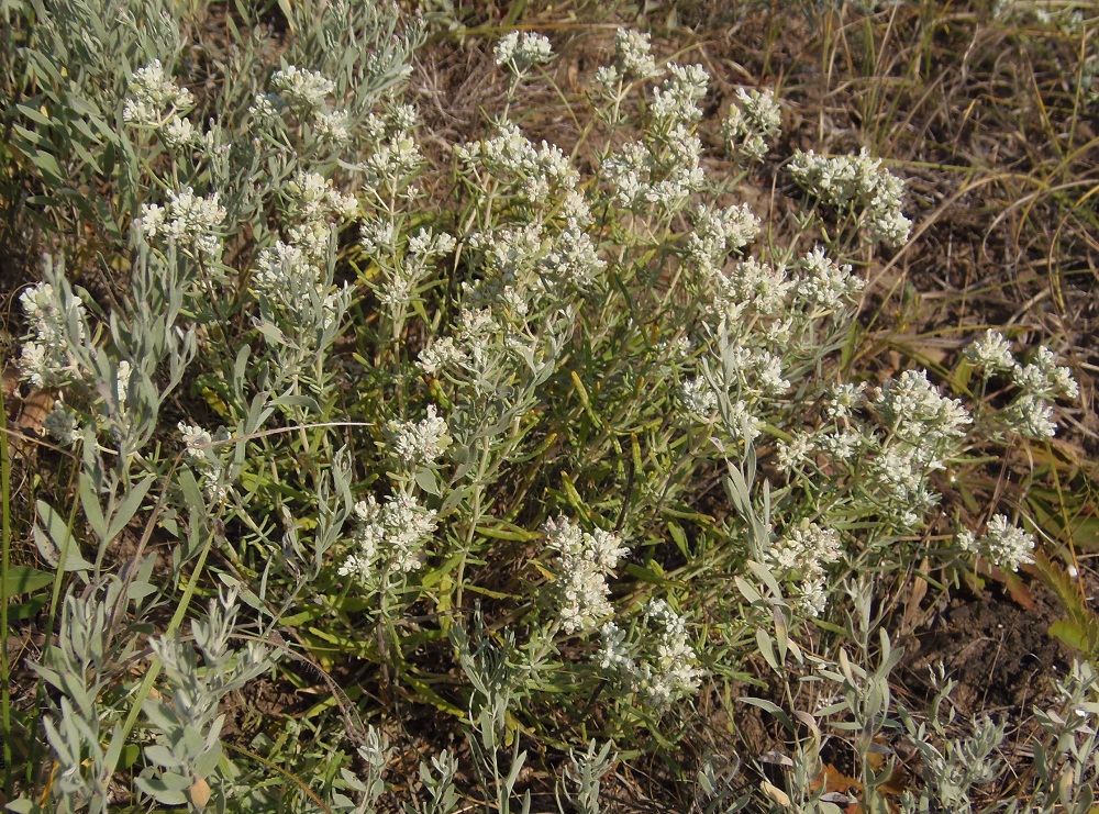 Изображение особи Teucrium capitatum.