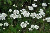 Orlaya grandiflora. Верхушки цветущих растений. Крым, Бахчисарайский р-н, окр. пещерного г. Чуфут-Кале, опушка смешанного леса. 08.06.2016.