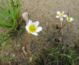 Ranunculus baudotii