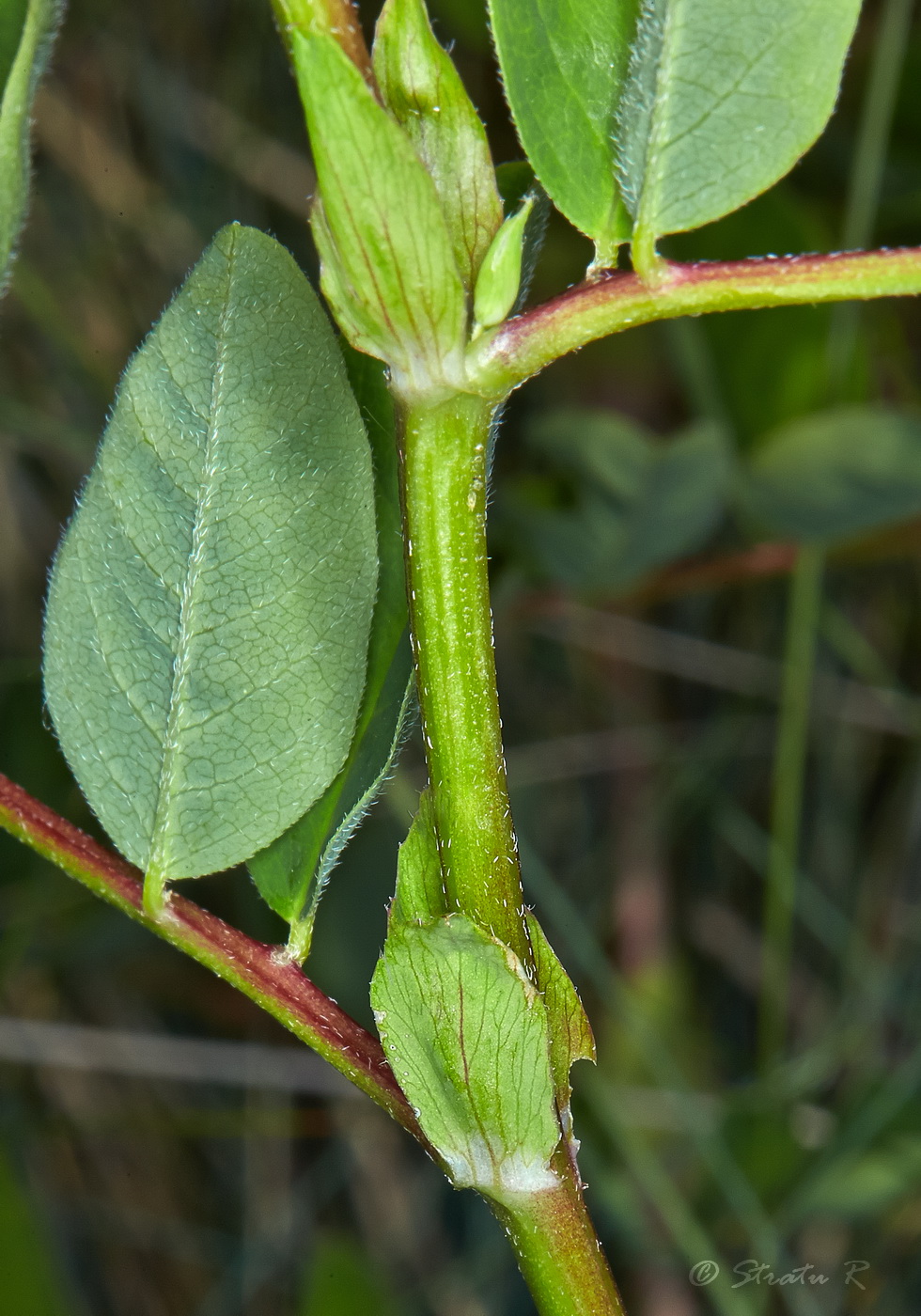 Image of Astragalus glycyphyllos specimen.