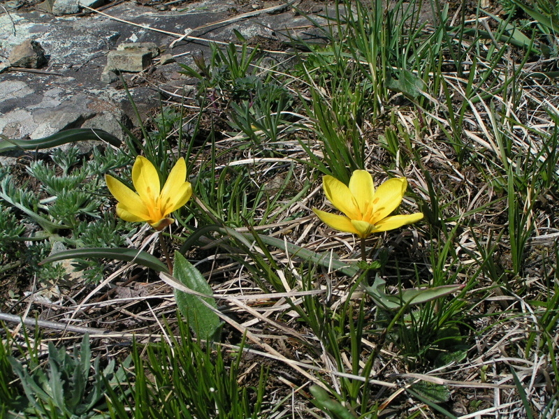 Image of Tulipa uniflora specimen.