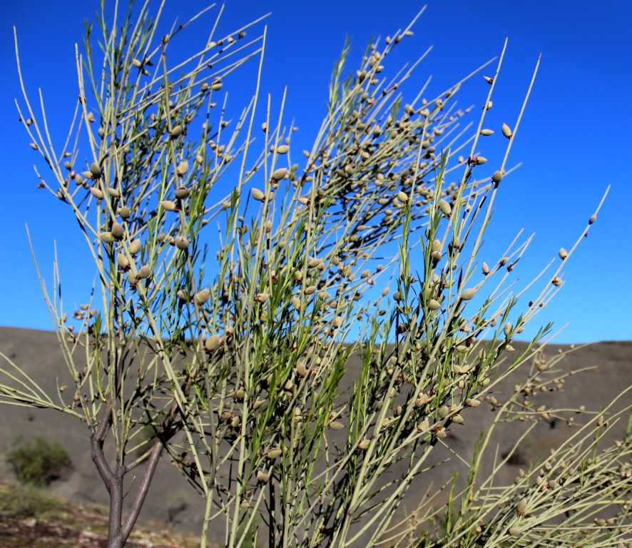 Image of Amygdalus scoparia specimen.
