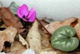 Cyclamen coum