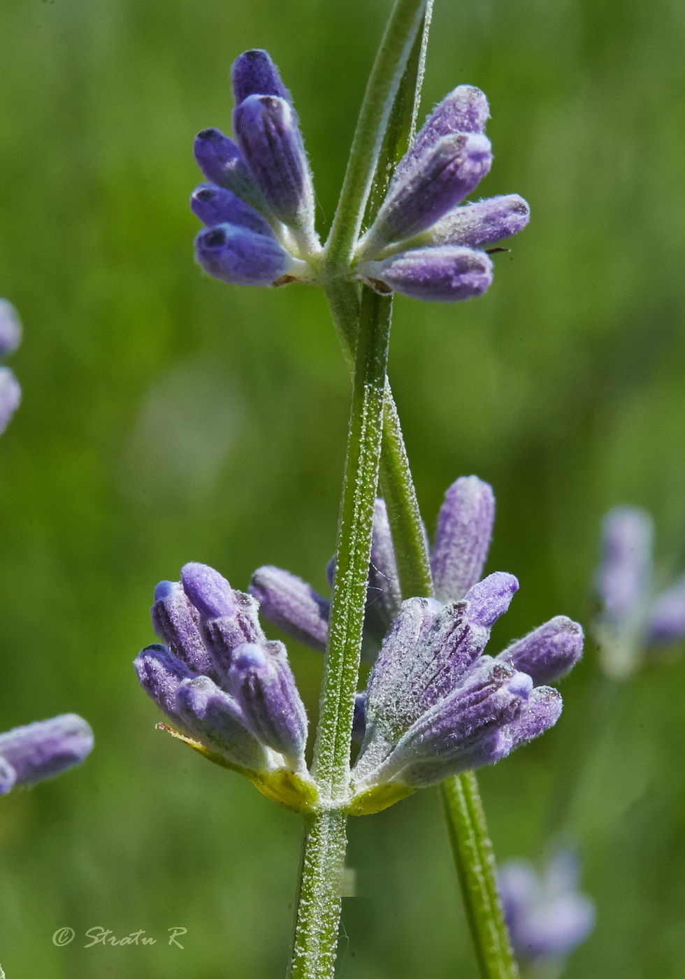 Image of Lavandula angustifolia specimen.