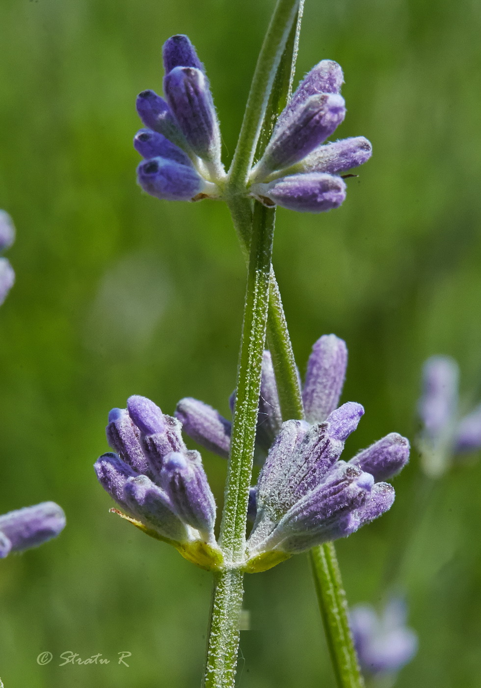 Изображение особи Lavandula angustifolia.