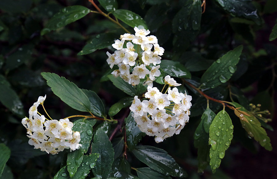 Image of Spiraea cantoniensis specimen.