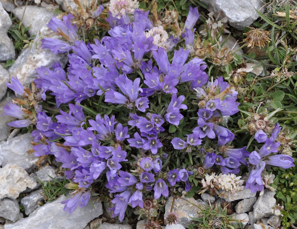 Image of Edraianthus graminifolius specimen.