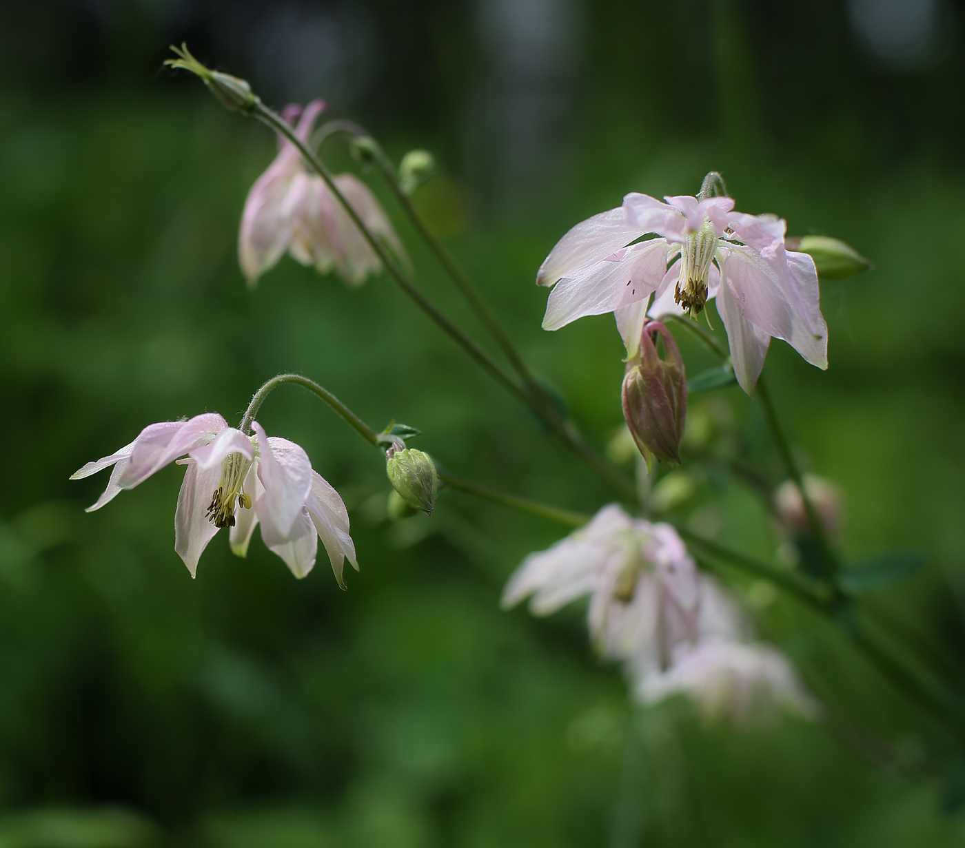 Image of Aquilegia vulgaris specimen.