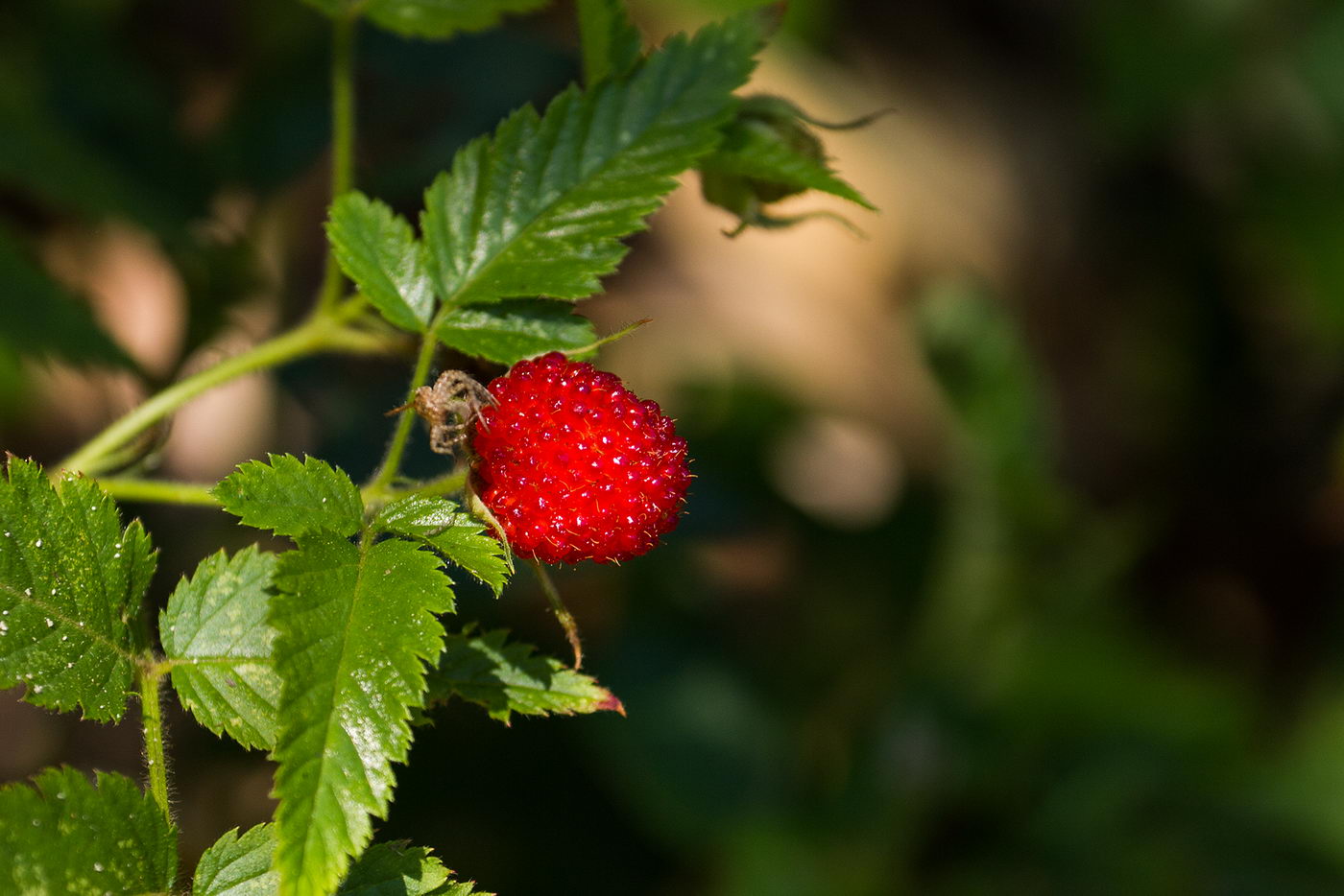 Image of Rubus rosifolius specimen.