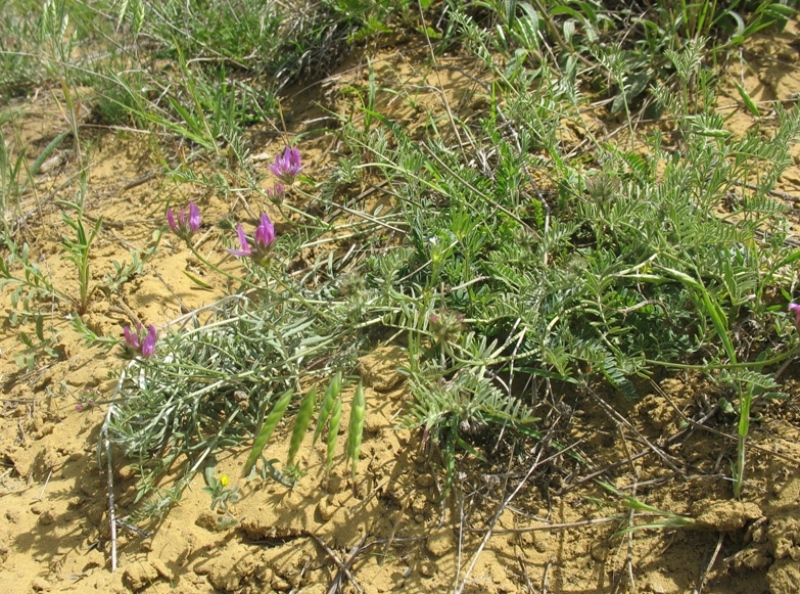 Изображение особи род Astragalus.