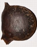 Pterygota alata