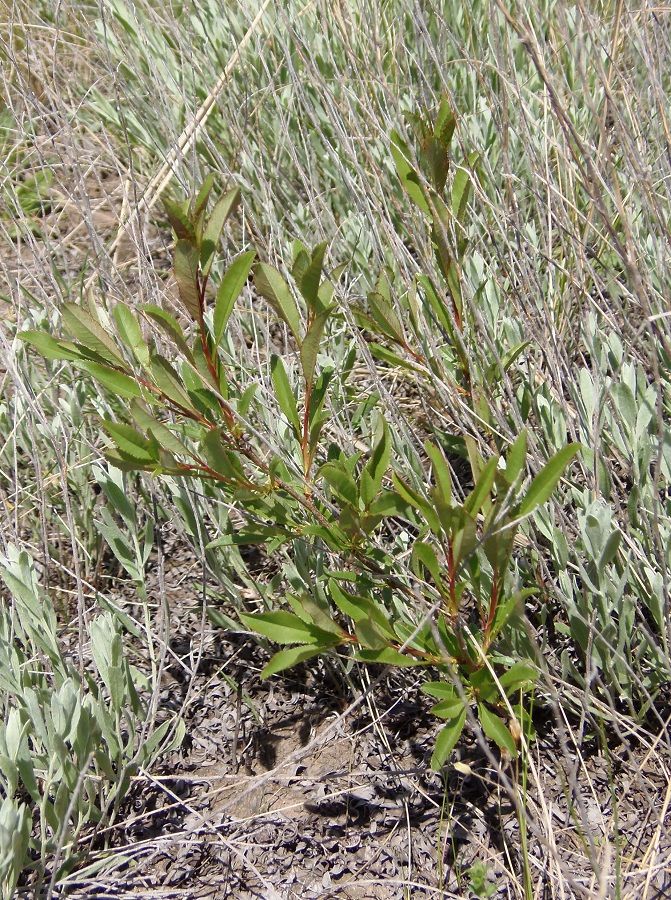 Image of Amygdalus nana specimen.