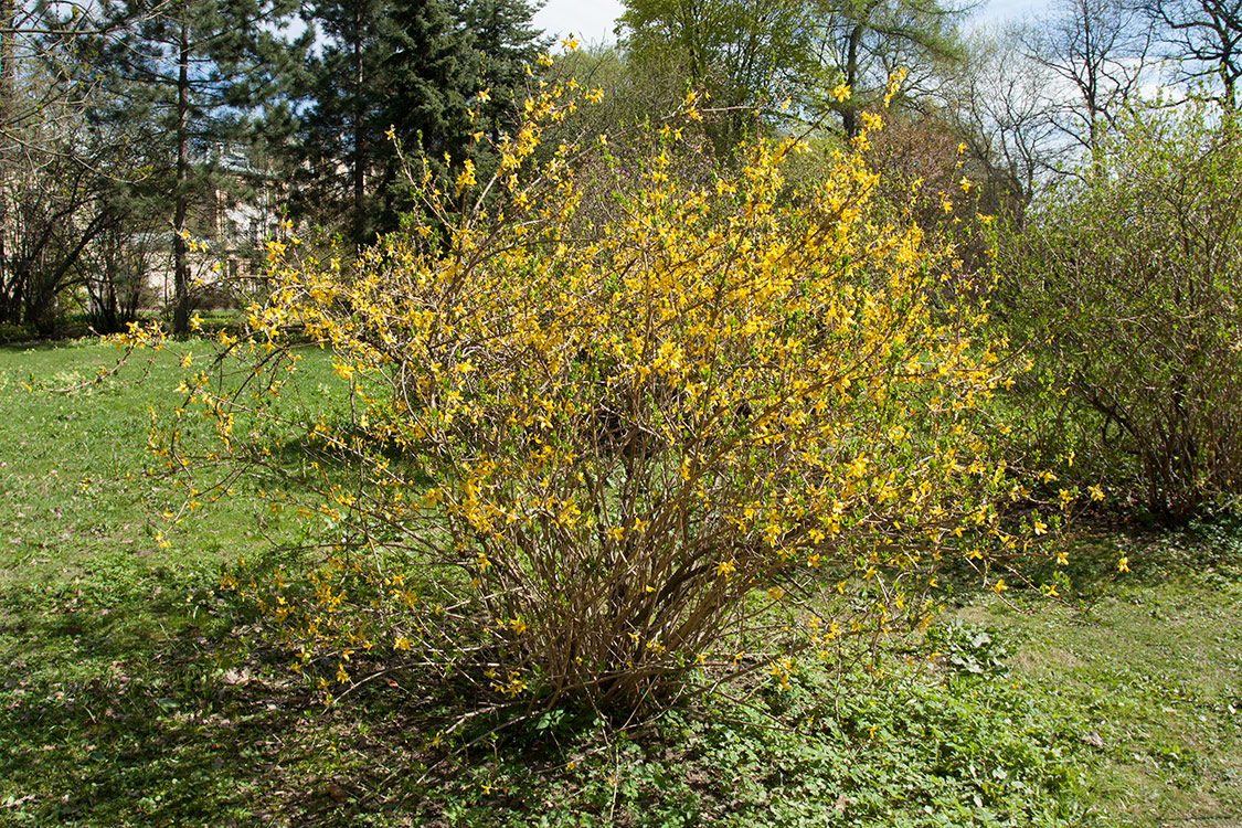 Image of Forsythia × intermedia specimen.