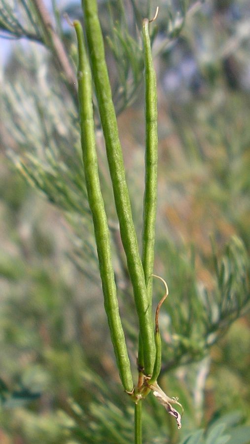 Image of Securigera varia specimen.