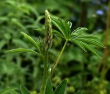 Lupinus polyphyllus