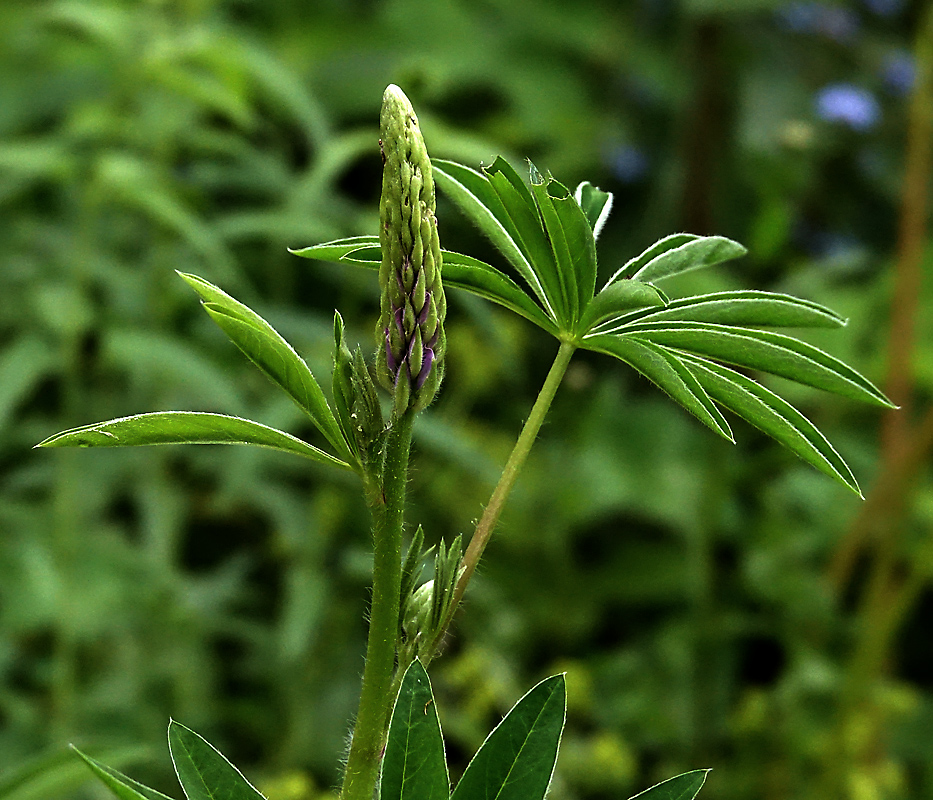 Image of Lupinus polyphyllus specimen.