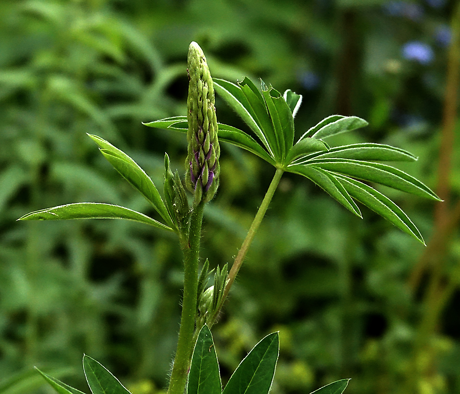 Изображение особи Lupinus polyphyllus.