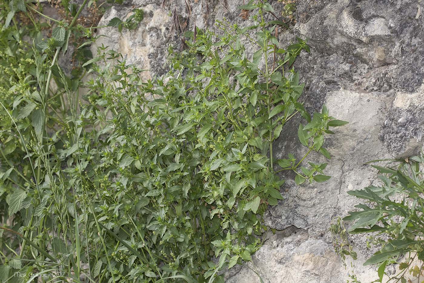 Image of Mercurialis annua specimen.