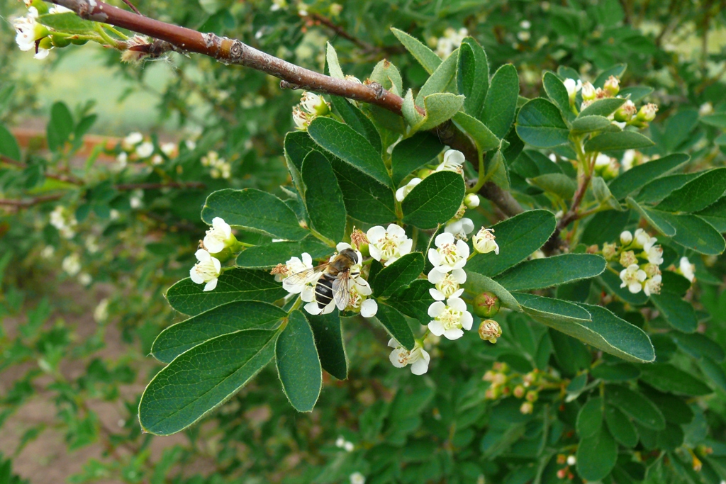 Image of &times; Sorbocotoneaster pozdnjakovii specimen.