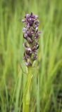 Dactylorhiza incarnata