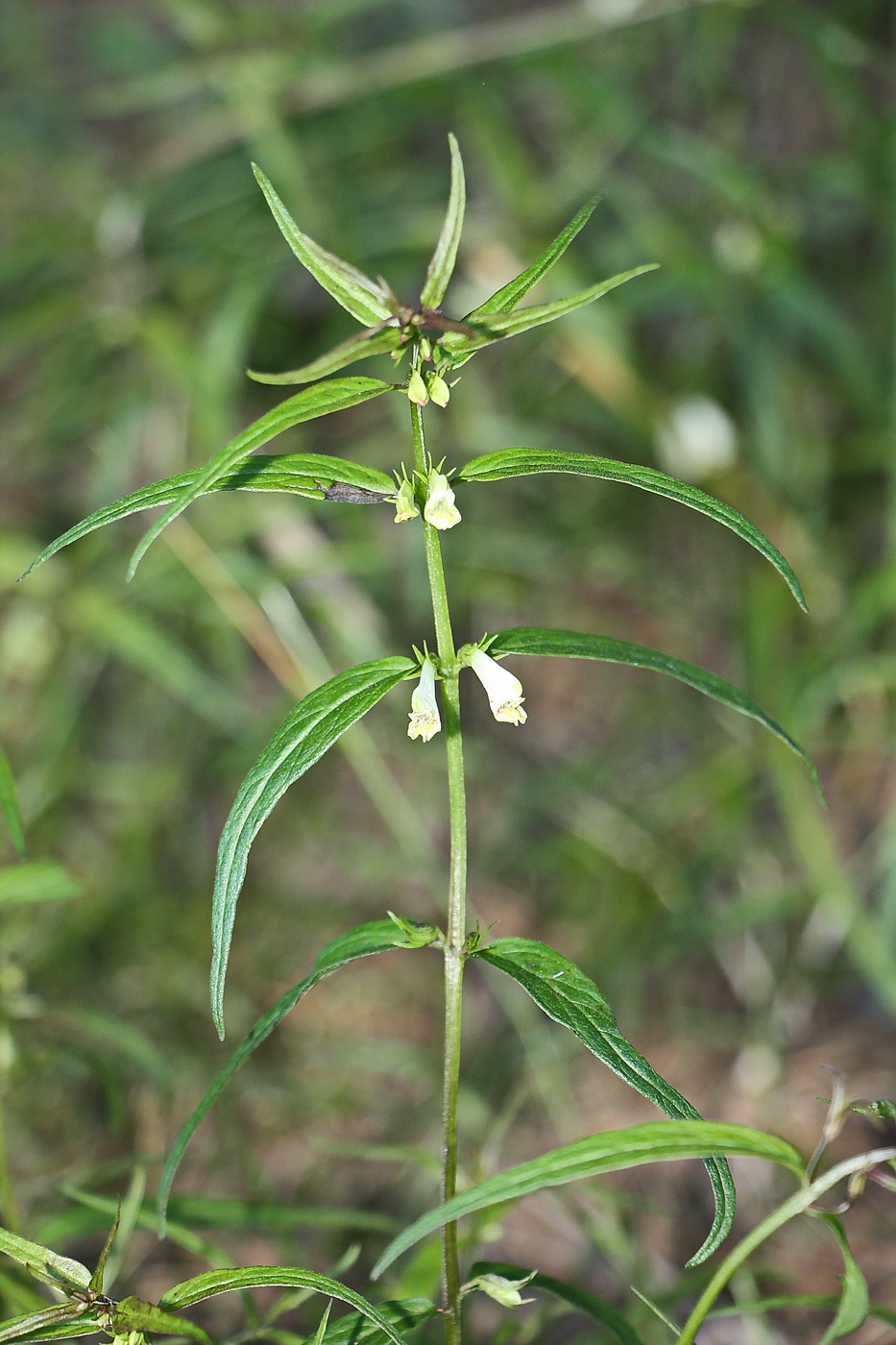 Image of Melampyrum pratense specimen.