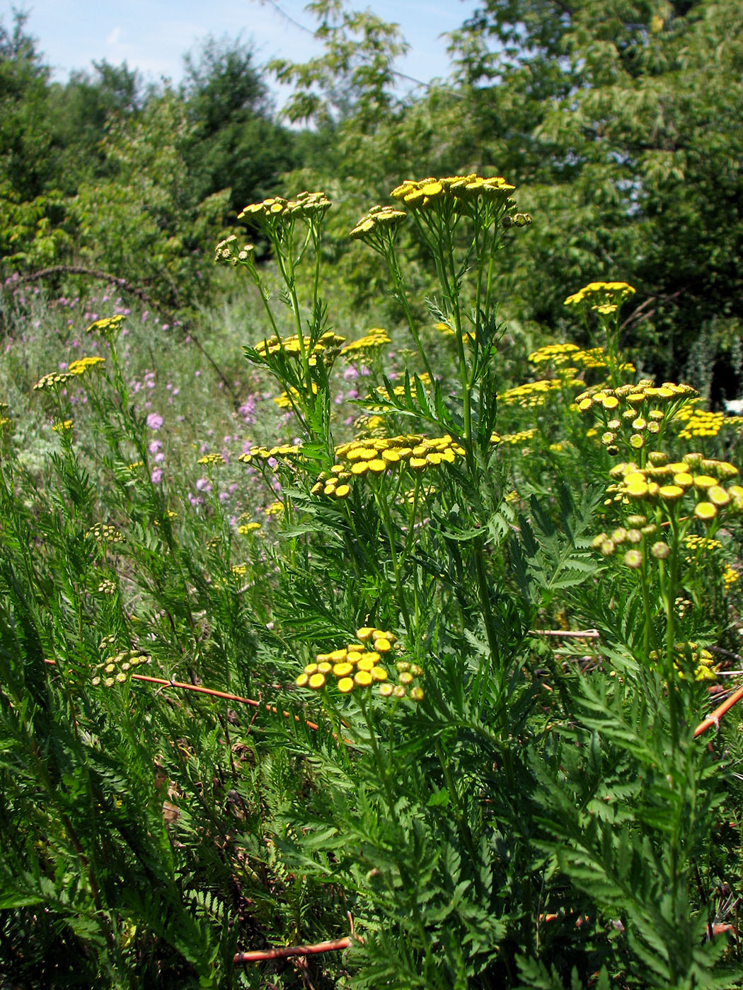 Image of Tanacetum vulgare specimen.