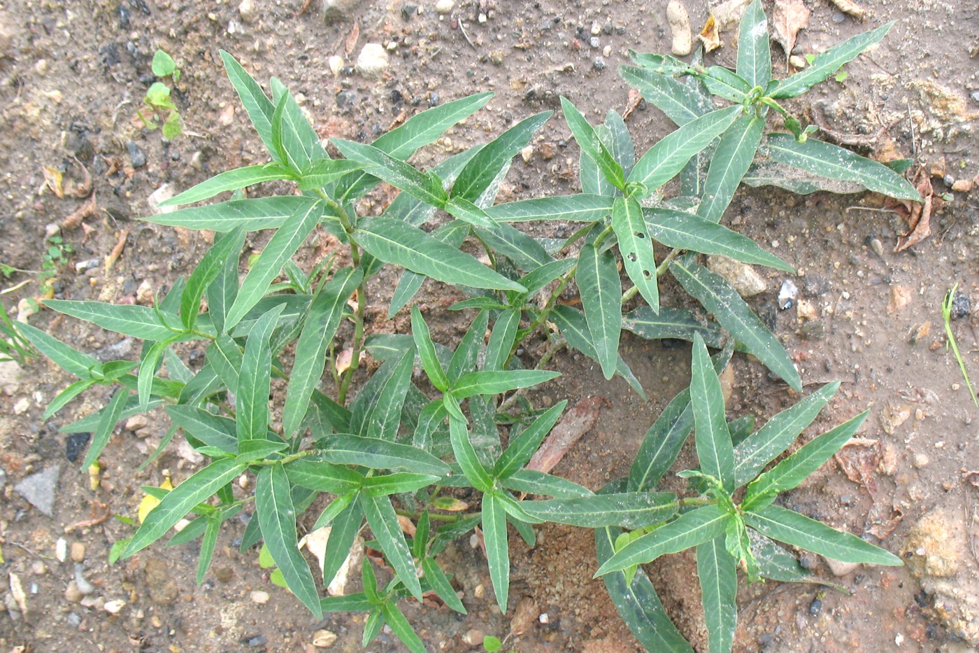 Image of Persicaria amphibia specimen.