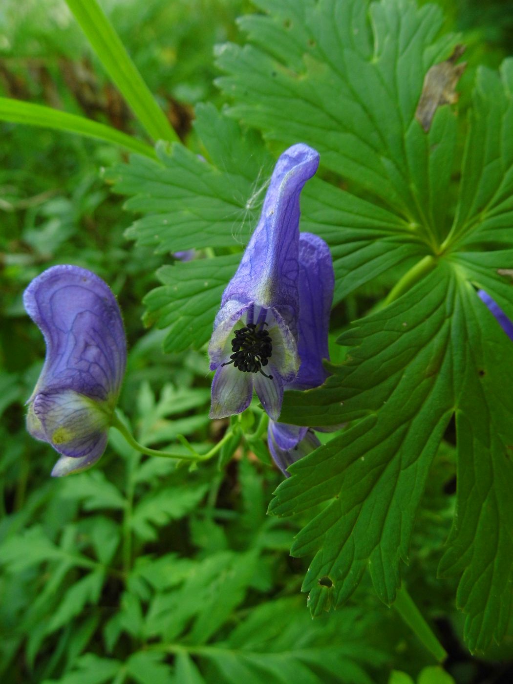 Image of Aconitum volubile specimen.