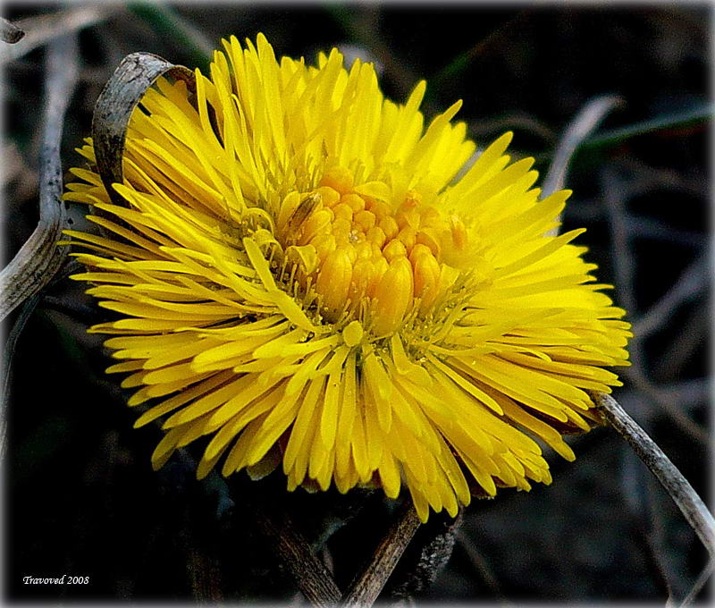 Image of Tussilago farfara specimen.