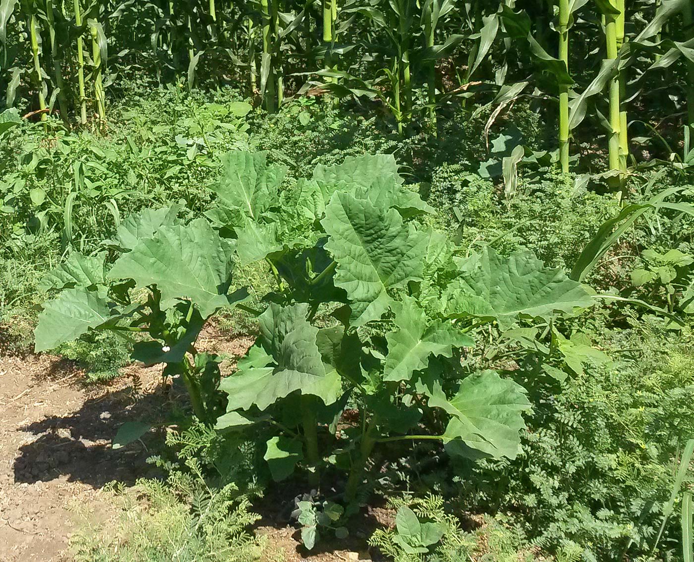 Изображение особи Datura ferox.