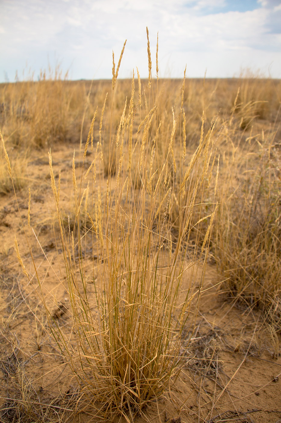 Image of Agropyron fragile specimen.