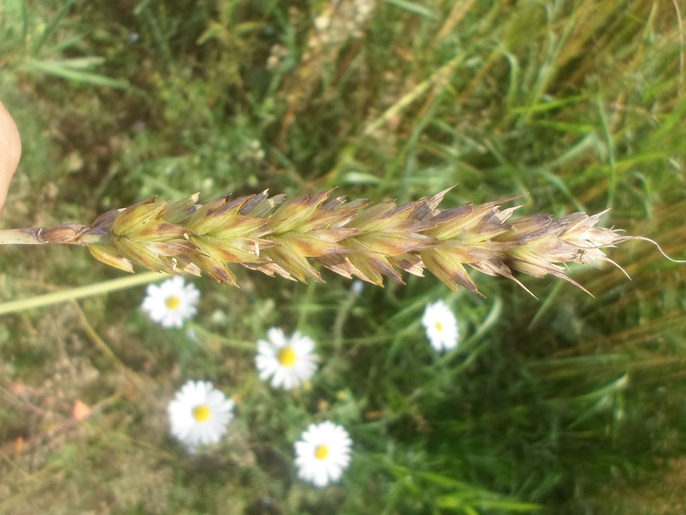 Image of Triticum aestivum specimen.