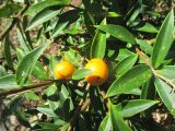 Bonellia macrocarpa