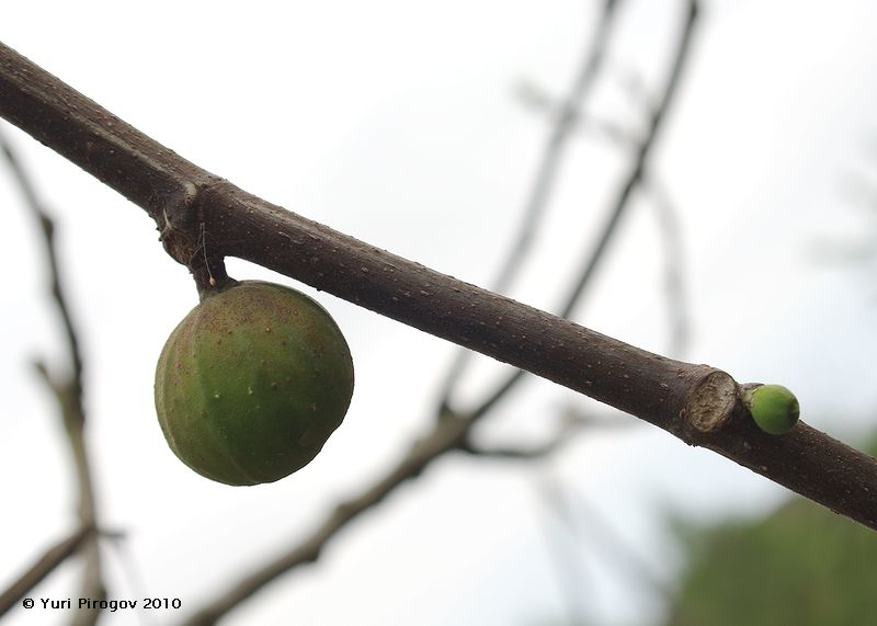 Изображение особи Ficus carica.