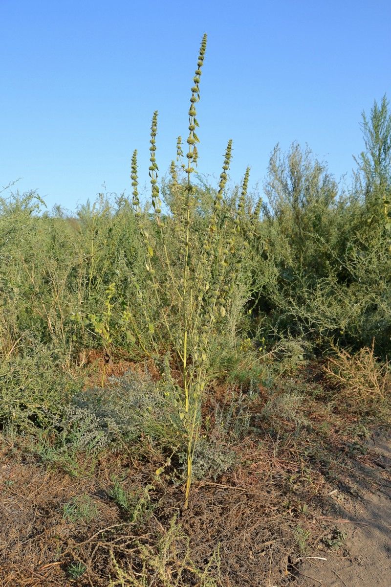 Image of Chaiturus marrubiastrum specimen.