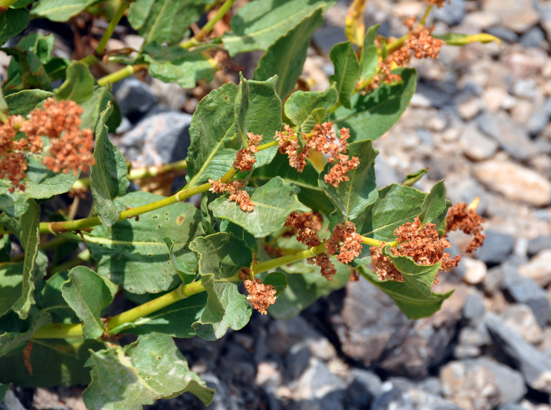 Image of Aconogonon hissaricum specimen.