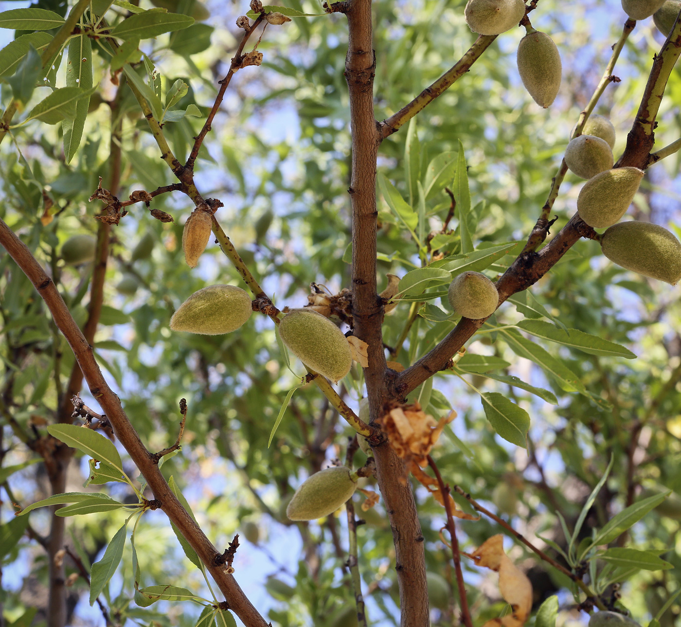 Image of Amygdalus communis specimen.