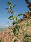 Marrubium anisodon
