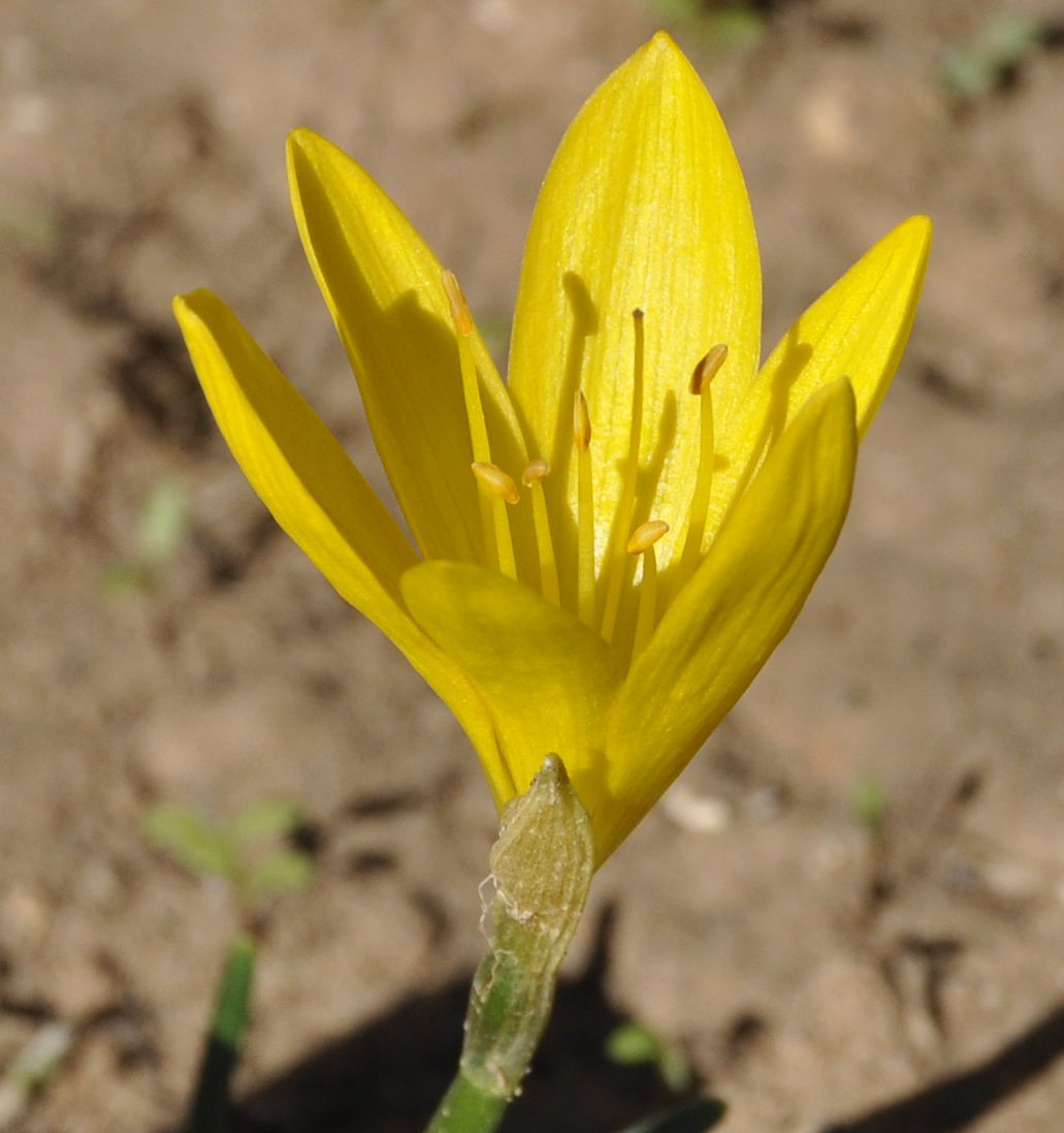 Image of Sternbergia lutea specimen.