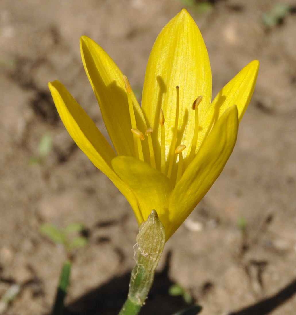 Изображение особи Sternbergia lutea.