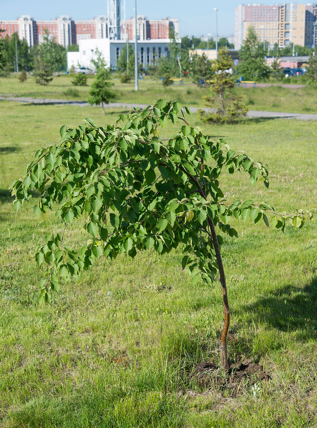 Изображение особи Betula papyrifera.