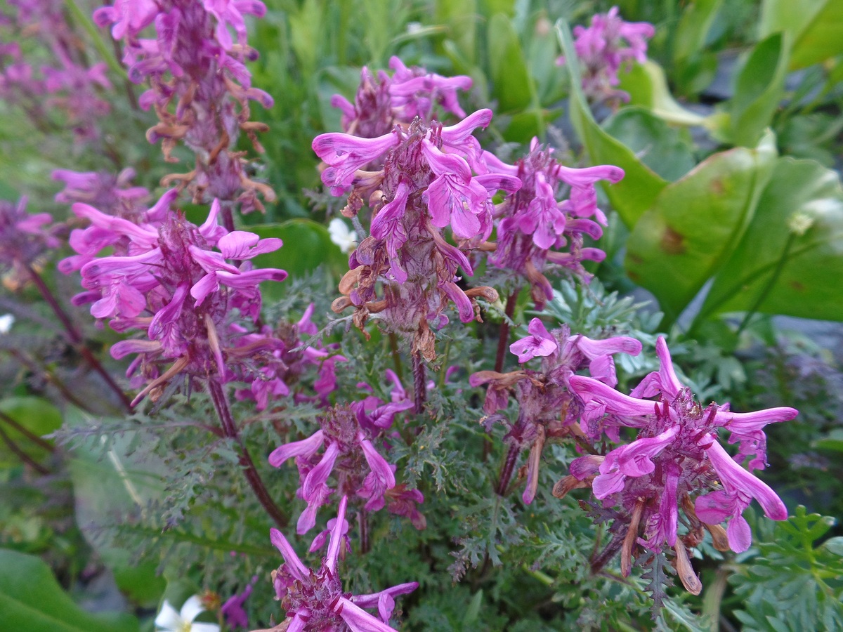 Image of Pedicularis anthemifolia specimen.